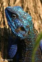 Headshot of the colorful blue-headed tree agama (Acanthocerus atricollis)