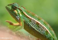 Juvenile Montane Side-striped Chameleon (Chamaeleo ellioti) on a man's arm