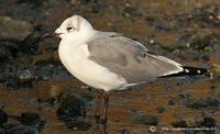 Mouette atricille ad hiver (Larus atricilla)