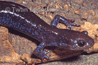 : Ambystoma jeffersonianum; Jefferson Salamander