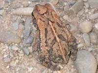 : Bufo campbelli