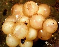 : Eleutherodactylus sp.