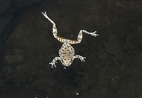 : Hyla arenicolor; Canyon Treefrog