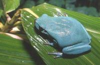 : Hyla meridionalis; Southern Common Tree Frog