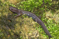 : Hynobius tokyoensis