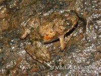 : Phrynobatrachus calcaratus