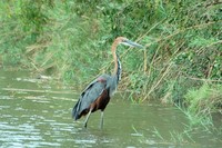 : Ardea goliath; Goliath Heron