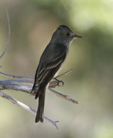 : Empidonax oberholseri; Dusky Flycatcher