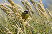 : Melanodera melanodera; Black Throated Finch