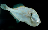 : Aluterus schoepfi; Orange Filefish