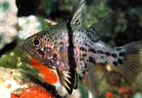 : Sphaeramia orbicularis; Orbicular Cardinalfish