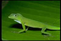 : Anolis chloris; Anole