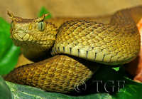 : Atheris ceratophora; Horned Bush Viper