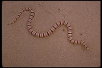: Chionactis occipitalis ssp. annulata; Colorado Desert Shovelnose Snake
