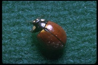 : Coccinella californica