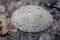 : Lottia limatula; File Limpet