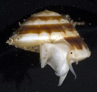 : Philippia radiata