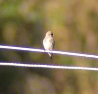 Goldfinch (Carduelis carduelis caniceps) 2005. január 14. Sat Tal