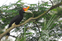 Rhinoceros Hornbill ( Buceros rhinoceros )