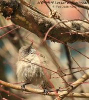 쇠흰턱딱새 / Lesser Whitethroat