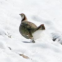 Himalayan Snowcock