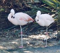 FLAMENCO       COMÚN, Phoenicopterus chilensis