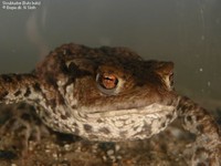 Skrubtudse (Bufo bufo) Foto/billede af