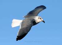 Laughing Gull (Larus atricilla)