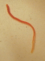 Tubifex tubifex