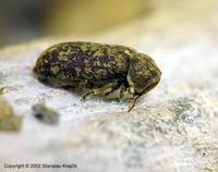 Xestobium rufovillosum - Death Watch Beetle