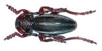Dorcadion scabricolle