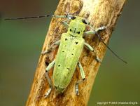 Saperda octopunctata
