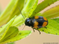 Cryptocephalus moraei var. bivittatus
