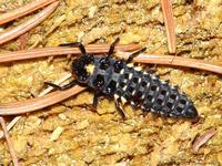 Anatis ocellata - Eyed Ladybird