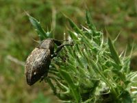 Lepyrus armatus