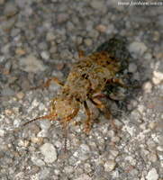 Ontholestes tessellatus