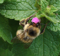 Bombus sylvarum - Shrill carder-bee