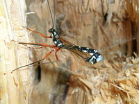 Rhyssa persuasoria - Giant Ichneumon