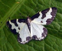 Lomaspilis marginata - Clouded Border