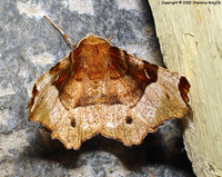 Selenia tetralunaria - Purple Thorn