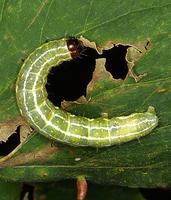 Cosmia diffinis - White-spotted Pinion