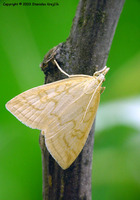 Udea lutealis