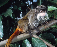 Emperor tamarin (Saguinus imperator)