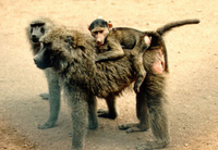 Olive baboon (Papio anubis)