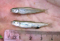 Coregonus oxyrinchus, Houting: fisheries, aquaculture