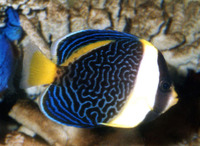 Chaetodontoplus duboulayi, Scribbled angelfish: aquarium