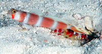 Amblyeleotris aurora, Pinkbar goby: aquarium