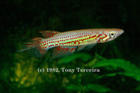 Epiplatys chevalieri, : aquarium