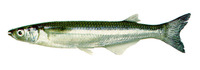 Odontesthes argentinensis, :