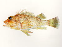 Neosebastes nigropunctatus, Black-spotted gurnard perch: